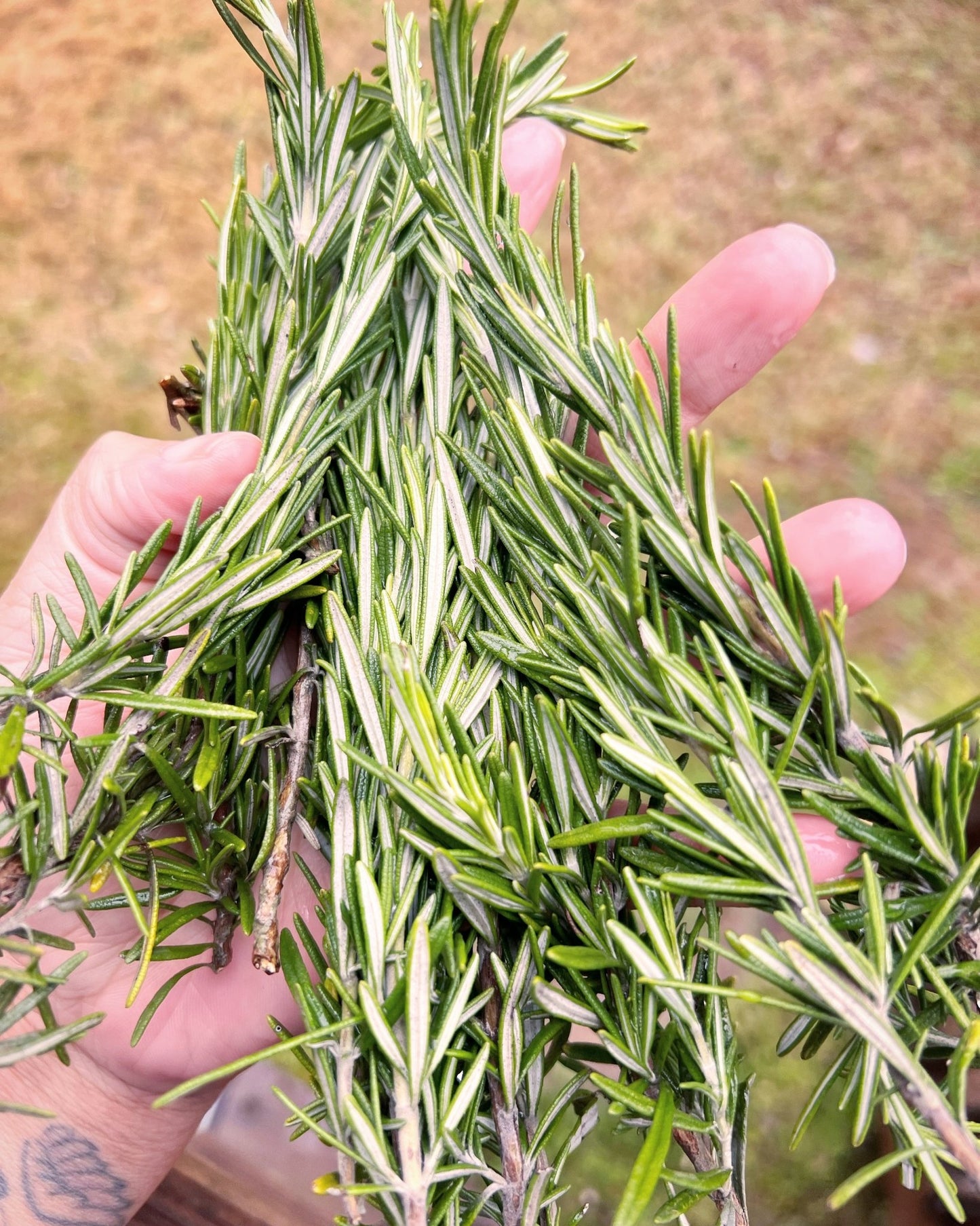 ROSEMARY HAIR OIL - Pretty Prissy Pieces